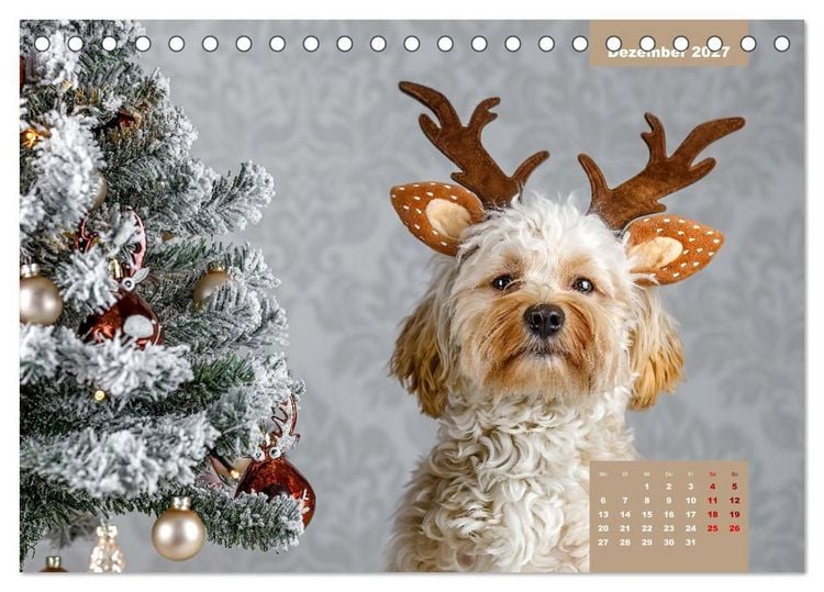 Produktbild: Rocket der Havaneser (Tischkalender 2027 DIN A5 quer), CALVENDO Monatskalender