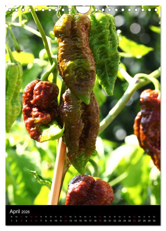Produktbild: Chilis - H&ouml;llisch scharfe Fr&uuml;chtchen (Wandkalender 2026 DIN A4 hoch), CALVENDO Monatskalender