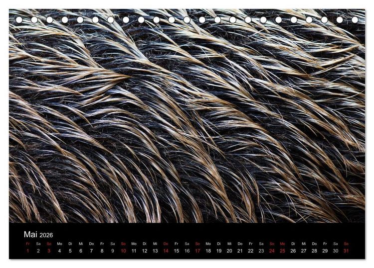 Produktbild: Wilde Wutzen. Das heimische Wildschwein (Tischkalender 2026 DIN A5 quer), CALVENDO Monatskalender