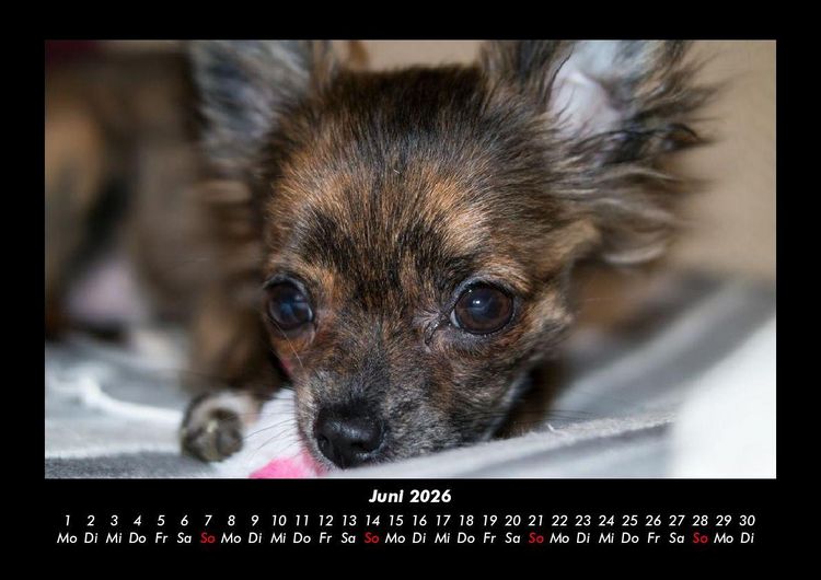 Produktbild: Hunde 2026 Fotokalender DIN A3