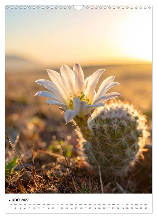 Produktbild: Beautiful Spiky Balls (Wall Calendar 2027 DIN A3 portrait), CALVENDO 12 Month Wall Calendar