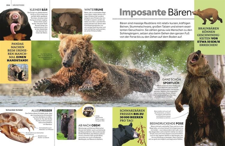 Produktbild: Memo Wissen. Tiere