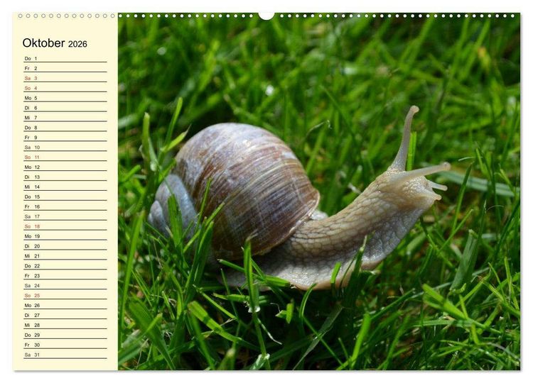 Produktbild: Schnecken. Witzige Schleimer (Wandkalender 2026 DIN A2 quer), CALVENDO Monatskalender