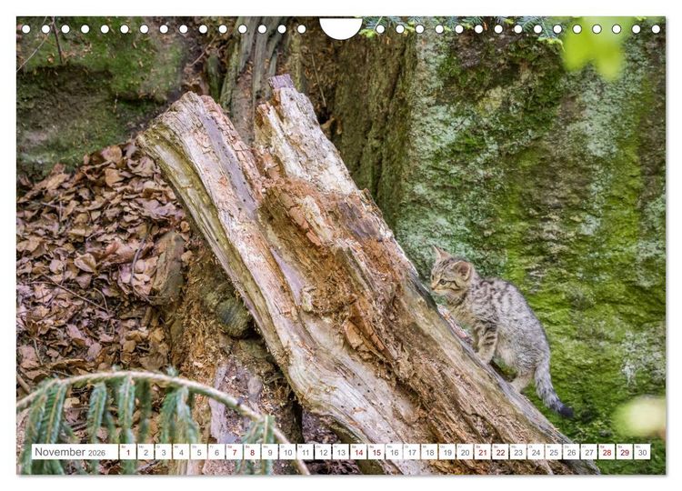 Produktbild: Wildkatzenbabys - wild und zuckers&uuml;&szlig;. (Wandkalender 2026 DIN A4 quer), CALVENDO Monatskalender