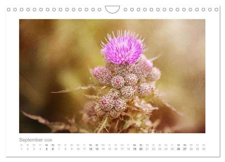 Produktbild: Blumen zart und sch&ouml;n (Wandkalender 2026 DIN A4 quer), CALVENDO Monatskalender