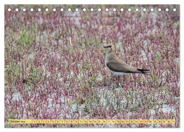 Produktbild: Donaudelta - Europas gro&szlig;es Vogelparadies (Tischkalender 2026 DIN A5 quer), CALVENDO Monatskalender