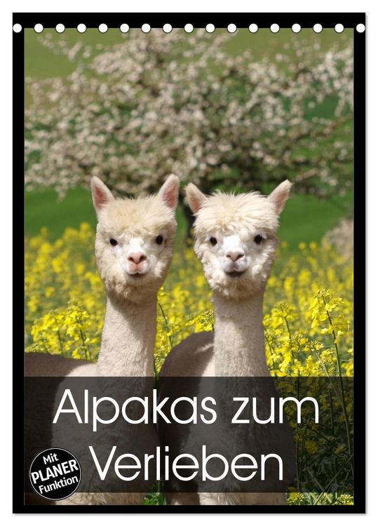 Produktbild: Alpakas zum Verlieben (Tischkalender 2026 DIN A5 hoch), CALVENDO Monatskalender