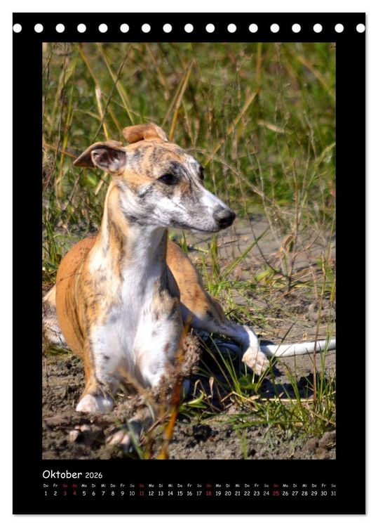 Produktbild: Ein Whippet wird erwachsen (Tischkalender 2026 DIN A5 hoch), CALVENDO Monatskalender
