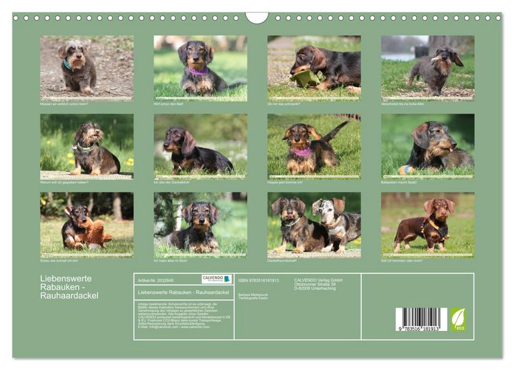 Produktbild: Liebenswerte Rabauken - Rauhaardackel (Wandkalender 2026 DIN A3 quer), CALVENDO Monatskalender