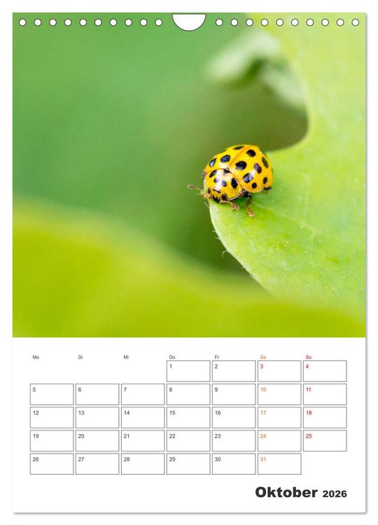 Produktbild: Kleines Gl&uuml;ck ganz gro&szlig;: Marienk&auml;fer! (Wandkalender 2026 DIN A4 hoch), CALVENDO Monatskalender