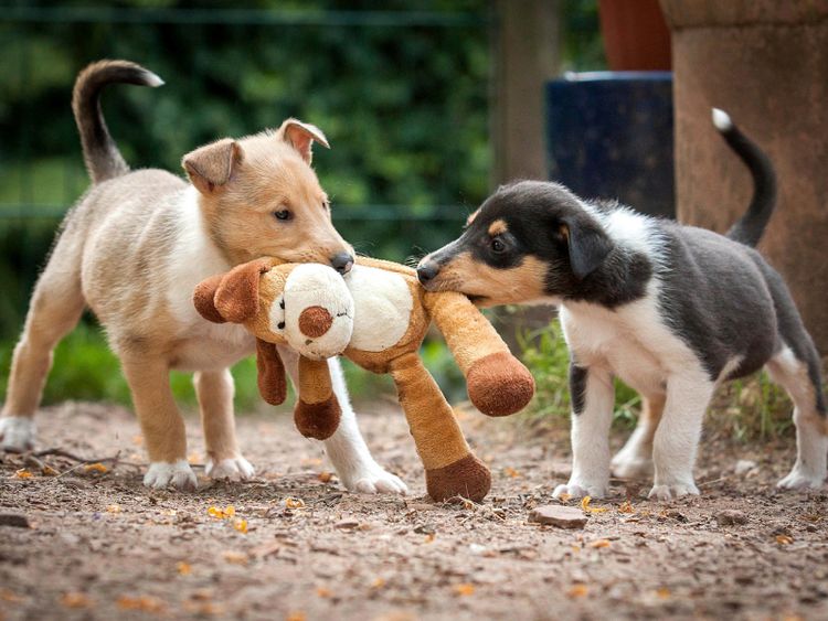 Produktbild: CALVENDO Puzzle Kurzhaarcollie-Welpen 1000 Teile Lege-Gr&ouml;&szlig;e 64 x 48 cm Foto-Puzzle Bild von Laura L&auml;ngsfeld