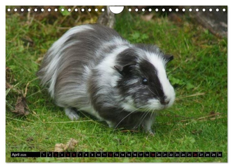 Produktbild: Kuschelige Meerschweinchen (Wandkalender 2026 DIN A4 quer), CALVENDO Monatskalender
