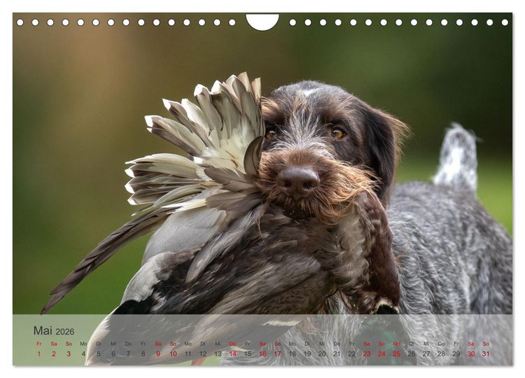 Produktbild: Treue Jagdgef&auml;hrten - Der Deutsch Drahthaar (Wandkalender 2026 DIN A4 quer), CALVENDO Monatskalender