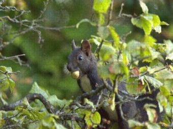 Produktbild: CALVENDO Puzzle Eichh&ouml;rnchen | 1000 Teile Lege-Gr&ouml;&szlig;e 64x48cm Foto-Puzzle f&uuml;r gl&uuml;ckliche Stunden