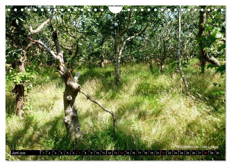 Produktbild: T&ouml;werland Juist (Wandkalender 2026 DIN A4 quer), CALVENDO Monatskalender