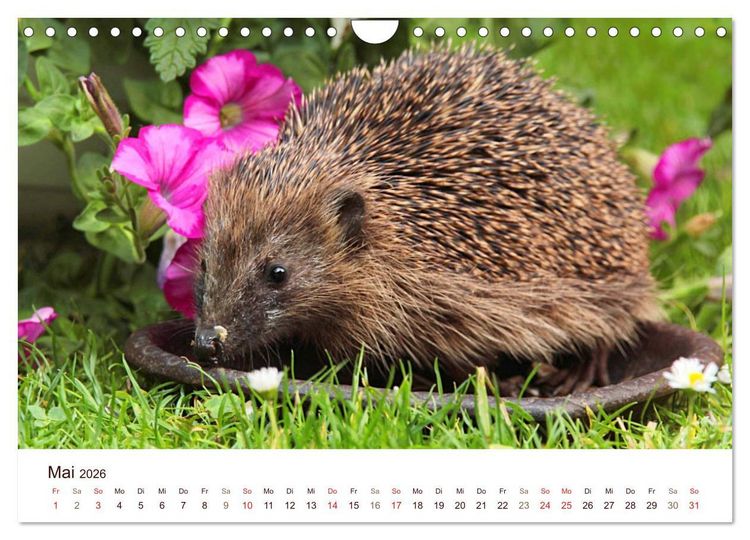 Produktbild: Igel 2026. Tierische Impressionen (Wandkalender 2026 DIN A4 quer), CALVENDO Monatskalender