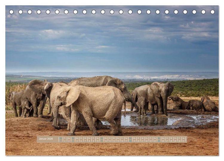 Produktbild: Afrikas Tierwelt - Wilde Elefanten (Tischkalender 2026 DIN A5 quer), CALVENDO Monatskalender