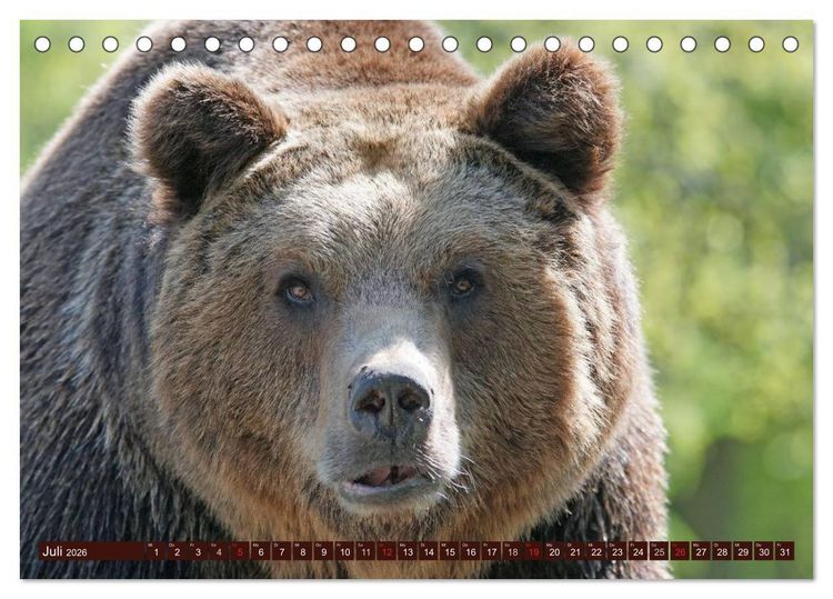 Produktbild: B&auml;ren. Unterwegs mit Meister Petz (Tischkalender 2026 DIN A5 quer), CALVENDO Monatskalender