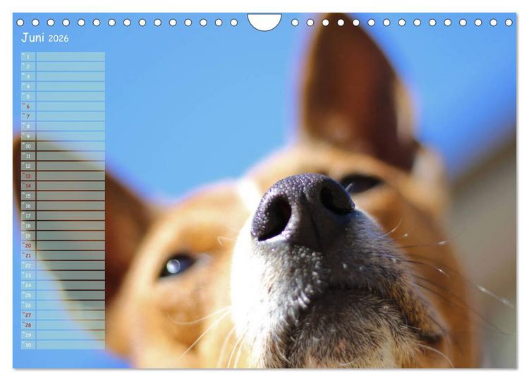 Produktbild: Basenji, der Kongo-Terrier (Wandkalender 2026 DIN A4 quer), CALVENDO Monatskalender