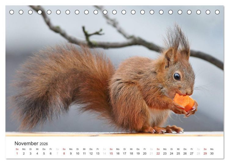Produktbild: Eichh&ouml;rnchen Kinder (Tischkalender 2026 DIN A5 quer), CALVENDO Monatskalender