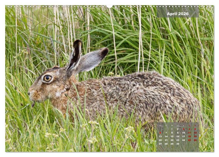 Produktbild: Naturparadies Nordstrand und Beltringharder Koog (hochwertiger Premium Wandkalender 2026 DIN A2 quer), Kunstdruck in Hochglanz