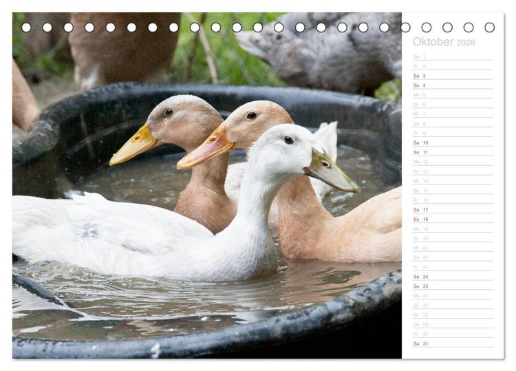 Produktbild: Laufenten - tierisch liebenswerte Zeitgenossen (Tischkalender 2026 DIN A5 quer), CALVENDO Monatskalender