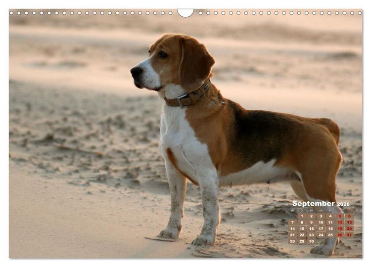 Produktbild: Ein Dalmatiner und ein Beagle - Auf der maritimen Jagd nach dem weltbesten Stock (Wandkalender 2026 DIN A3 quer), CALVENDO Monatskalender