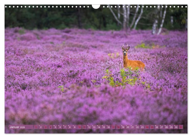Produktbild: Romantische Heidebl&uuml;te (Wandkalender 2026 DIN A3 quer), CALVENDO Monatskalender