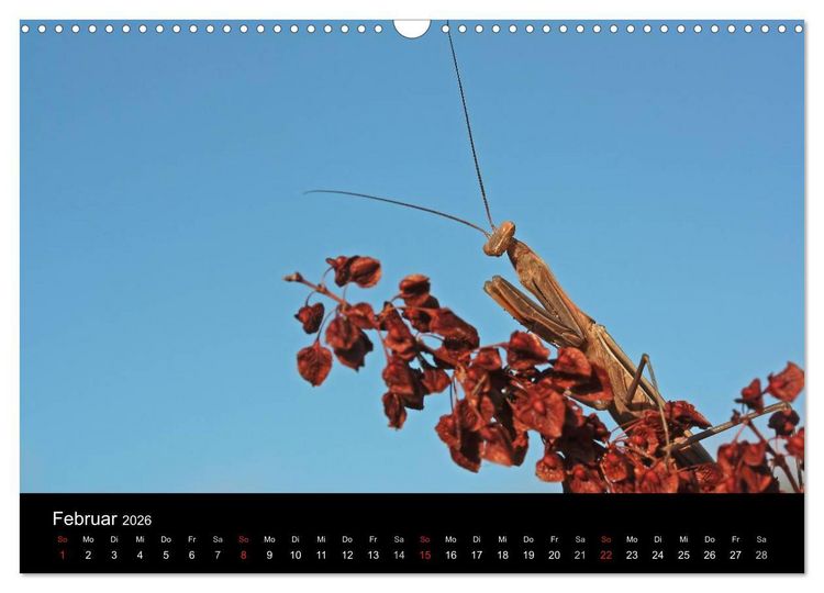 Produktbild: Faszination Gottesanbeterin - Die Welt der Mantis (Wandkalender 2026 DIN A3 quer), CALVENDO Monatskalender