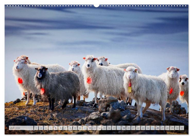 Produktbild: Schafe - Raues Wetter, weiche Wolle (hochwertiger Premium Wandkalender 2026 DIN A2 quer), Kunstdruck in Hochglanz