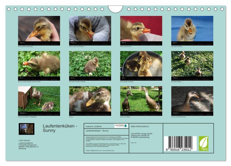 Produktbild: Laufentenk&uuml;ken - Sunny (Wandkalender 2026 DIN A4 quer), CALVENDO Monatskalender