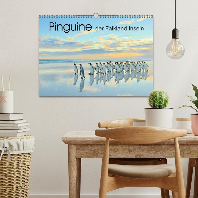 Produktbild: Pinguine der Falkland Inseln (Wandkalender 2026 DIN A3 quer), CALVENDO Monatskalender