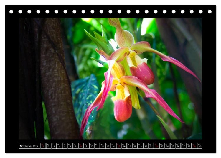Produktbild: Frauenschuhe - die sch&ouml;nsten Orchideen der Welt (Tischkalender 2026 DIN A5 quer), CALVENDO Monatskalender