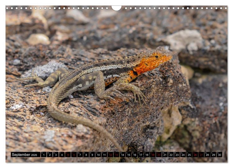 Produktbild: Naturparadies Galapagos - UNESCO Weltkulturerbe (Wandkalender 2026 DIN A3 quer), CALVENDO Monatskalender
