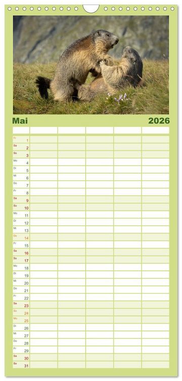 Produktbild: Familienplaner 2026 - Alpenmurmeltiere - Stars vor der Kamera mit 5 Spalten (Wandkalender, 21 x 45 cm) CALVENDO