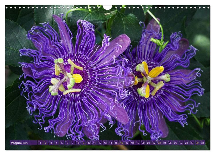 Produktbild: Flower Power - Zauberhafte K&uuml;belpflanzen (Wandkalender 2026 DIN A3 quer), CALVENDO Monatskalender