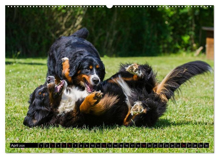 Produktbild: Berner Sennenhunde in Action (hochwertiger Premium Wandkalender 2026 DIN A2 quer), Kunstdruck in Hochglanz