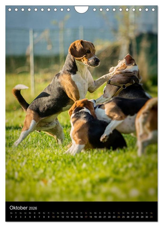 Produktbild: Beagle Action - Wilde Kuscheltiere (Wandkalender 2026 DIN A4 hoch), CALVENDO Monatskalender