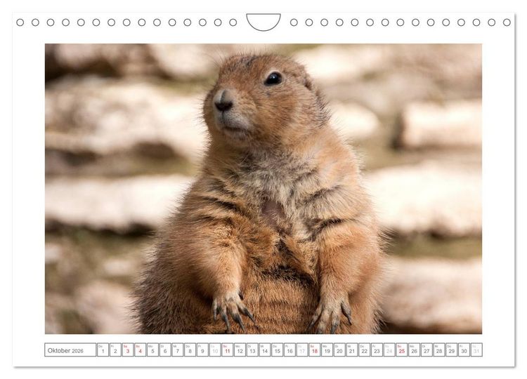 Produktbild: Tiere im Zoo (Wandkalender 2026 DIN A4 quer), CALVENDO Monatskalender