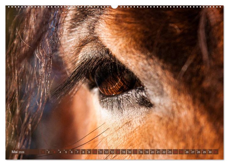 Produktbild: Kaltbl&uuml;ter - Schwere Pferde mit Charme (hochwertiger Premium Wandkalender 2026 DIN A2 quer), Kunstdruck in Hochglanz