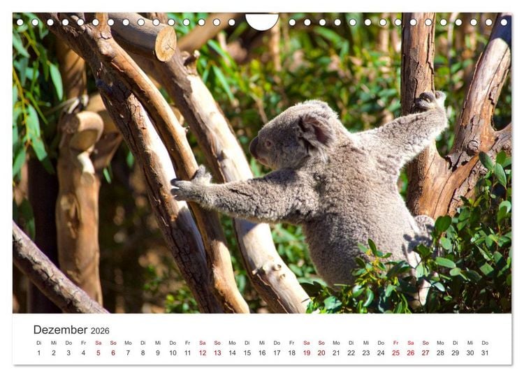 Produktbild: Knuffige Koalab&auml;ren (Wandkalender 2026 DIN A4 quer), CALVENDO Monatskalender
