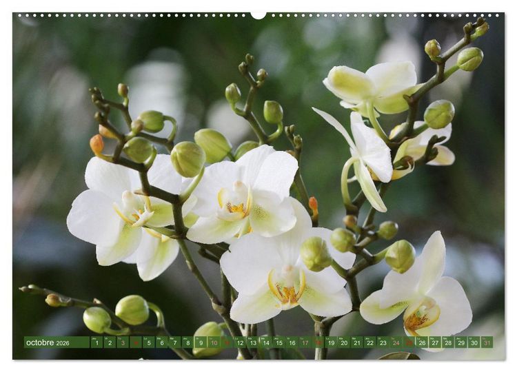 Produktbild: Orchid&eacute;es merveilleuses (Calendrier mural 2026 DIN A2 vertical), CALVENDO calendrier mensuel