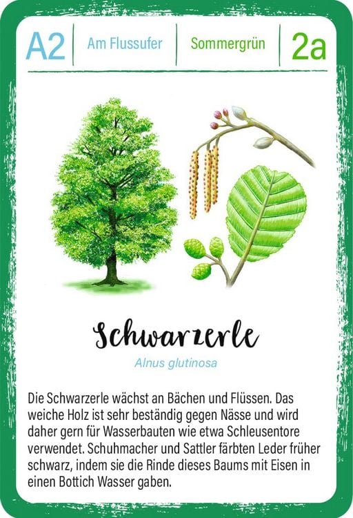 Produktbild: Expedition Natur Quartett B&auml;ume