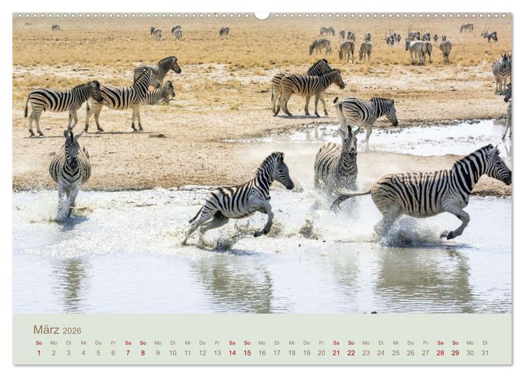 Produktbild: Zebras in Afrika (hochwertiger Premium Wandkalender 2026 DIN A2 quer), Kunstdruck in Hochglanz