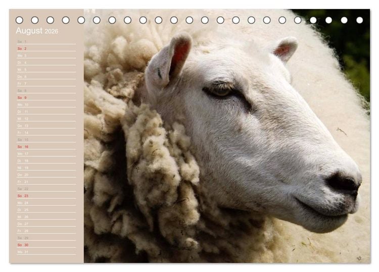 Produktbild: Schafe / Geburtstagskalender (Tischkalender 2026 DIN A5 quer), CALVENDO Monatskalender
