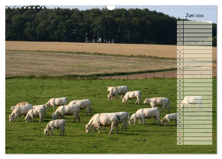 Produktbild: Gl&uuml;ckliche K&uuml;he (Wandkalender 2026 DIN A3 quer), CALVENDO Monatskalender