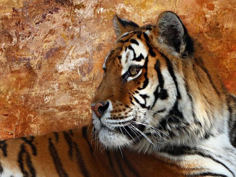 Produktbild: CALVENDO Puzzle Sibirischer Tiger | 1000 Teile Lege-Gr&ouml;&szlig;e 64x48cm Foto-Puzzle f&uuml;r gl&uuml;ckliche Stunden