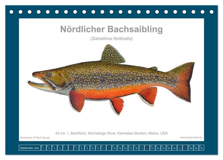 Produktbild: Fisch als Kunst 2026: Amerikanische Saiblinge (Tischkalender 2026 DIN A5 quer), CALVENDO Monatskalender