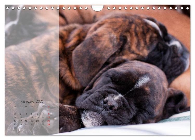 Produktbild: Deutscher Boxer 2026 (Wandkalender 2026 DIN A4 quer), CALVENDO Monatskalender