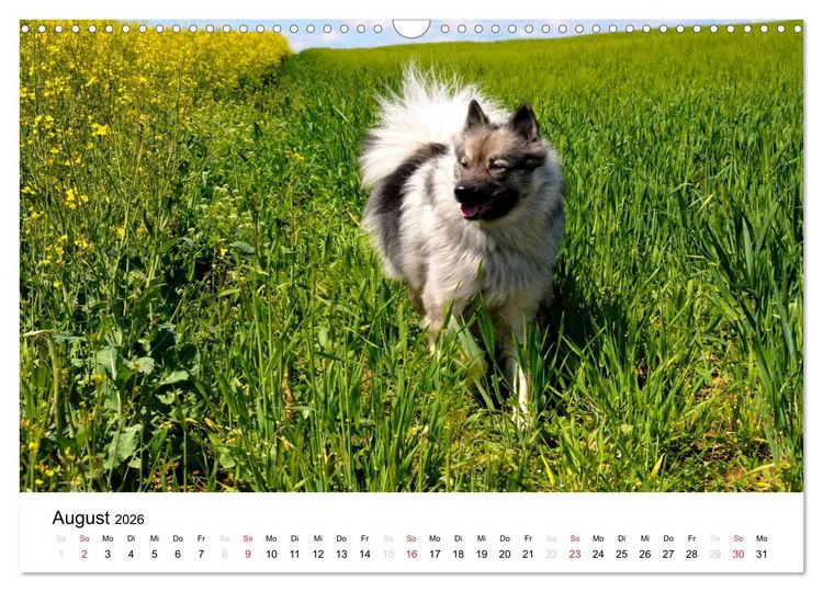 Produktbild: Der Wolfsspitz (Wandkalender 2026 DIN A3 quer), CALVENDO Monatskalender